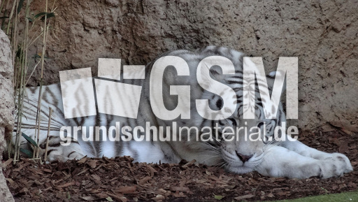 Weißer Tiger_4.jpg